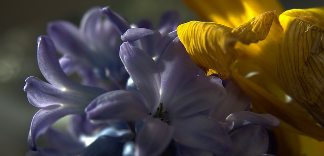 Daffodils And Hyacinths Daffodils And Hyacinths