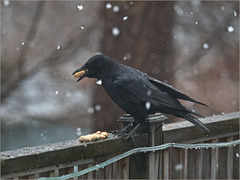Crow, snow