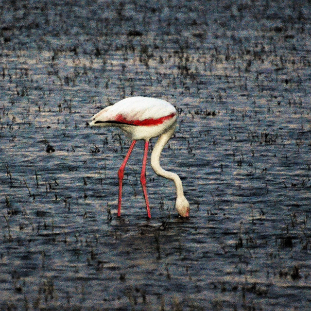 Flamant dans les marais de Camargue