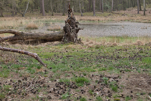 25042021 Schwarzes Wasser Wesel 4