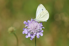 Pieris napi