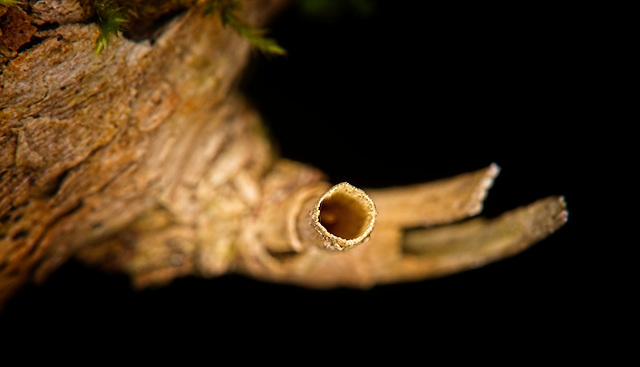 Man wird im Wald immer mal etwas beobachtet :))  One is always observed a bit in the forest :))  On est toujours un peu observé dans la forêt :))