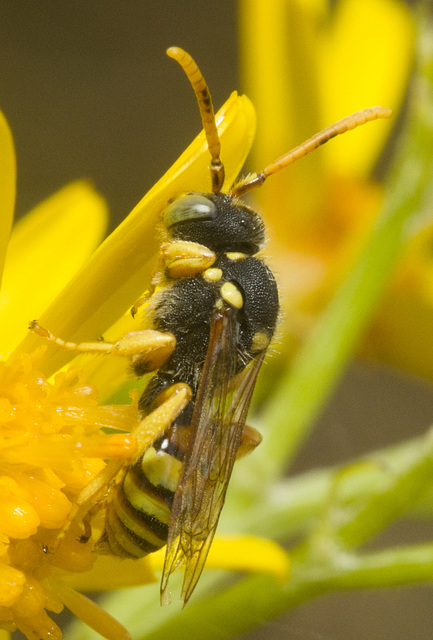 IMG 0867 Nomada Beev8