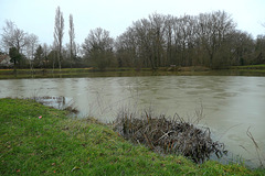 Etang glacé en Sologne...