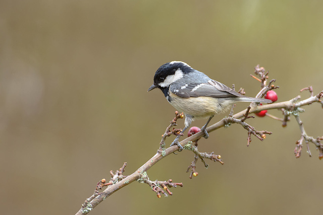 Mésange noire