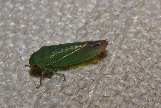 Leaf hopper IMG_7531