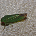 Leaf hopper IMG_7531