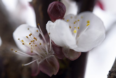 Prunus armeniaca, Damasqueiro