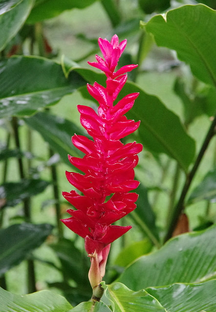 Red ginger