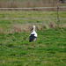 Der Storch ist zurück in Gieboldehausen II