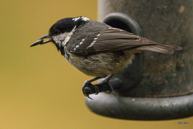 Coaltit