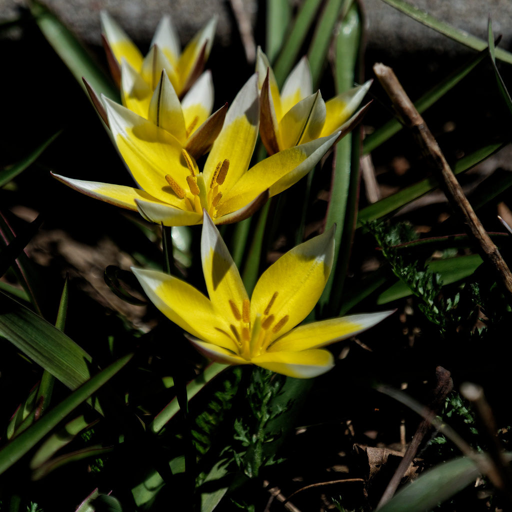 Lily Tulips