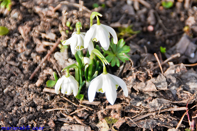 Schneeglöckchen (Galanthus nivalis)