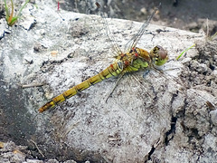 Female Common Darter.  Thank you Phil.