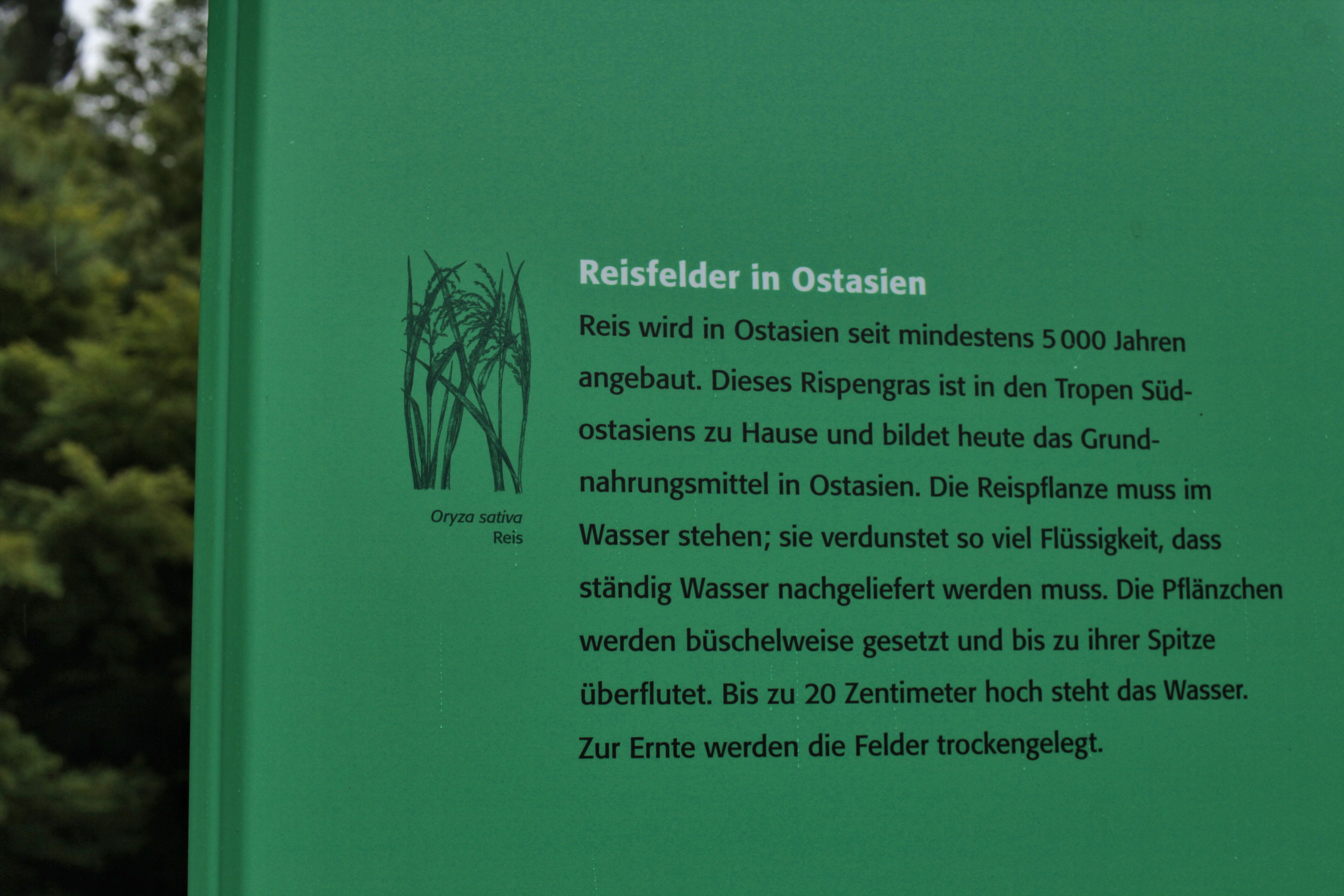 Infotafel über Reisanbau