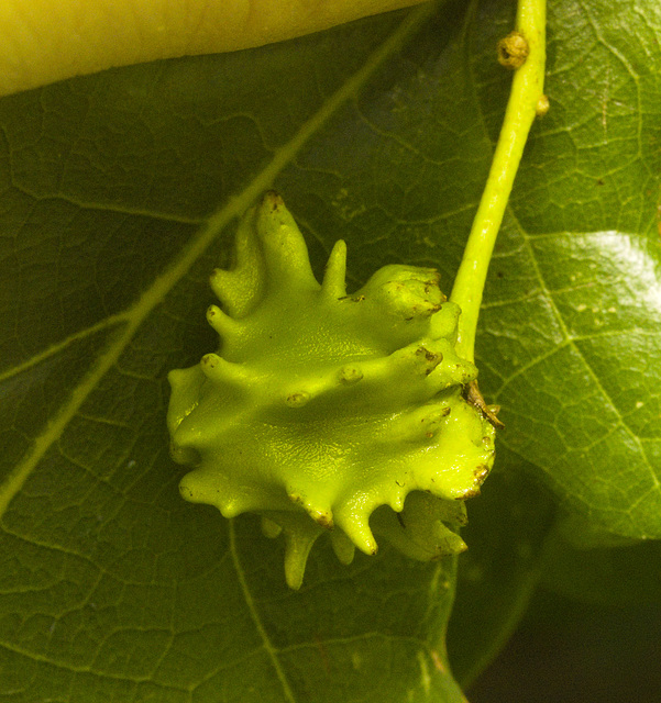 IMG 0874 Oak Gall-1