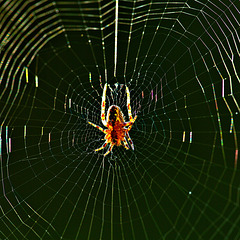 Am seidenen Faden hängt doch alles Am seidenen Faden hängt doch alles