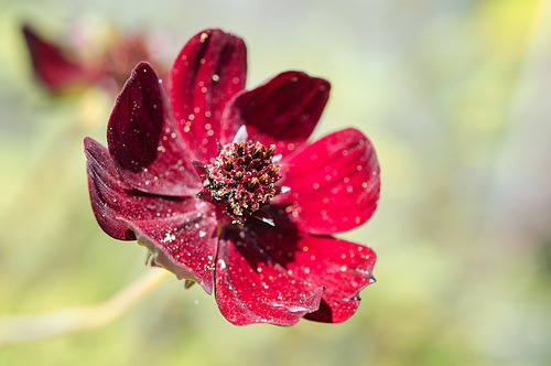 cosmos atrosanguineus