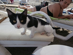 Very friendly kitten decided to sit with us on the beach