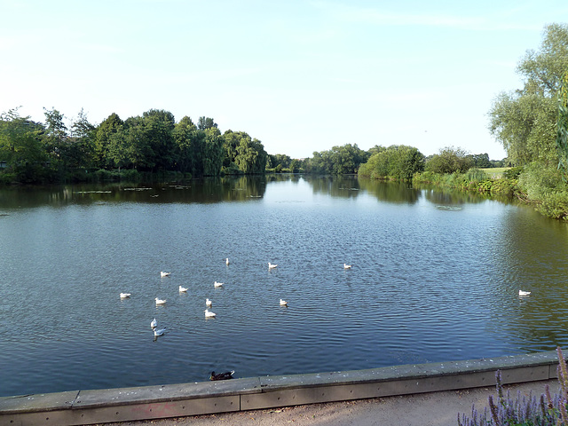 Am Mühlenteich in Wedel