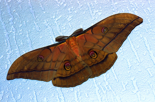 Antheraea myllita ♂️