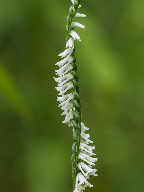 Spiranthes lacera var. gracilis (Southern Slender Ladies'-tresses orchid)