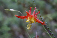 Red Columbine