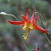 Red Columbine