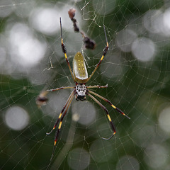 Golden Orb-web Spider (female)