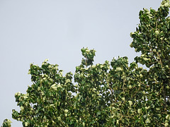 Canadian Poplar leafs