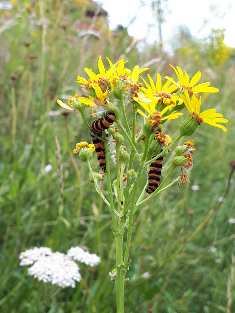 Ragwort