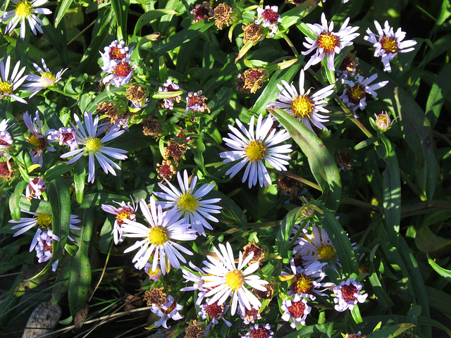 Asters at Cape Enrage, NB