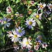Asters at Cape Enrage, NB