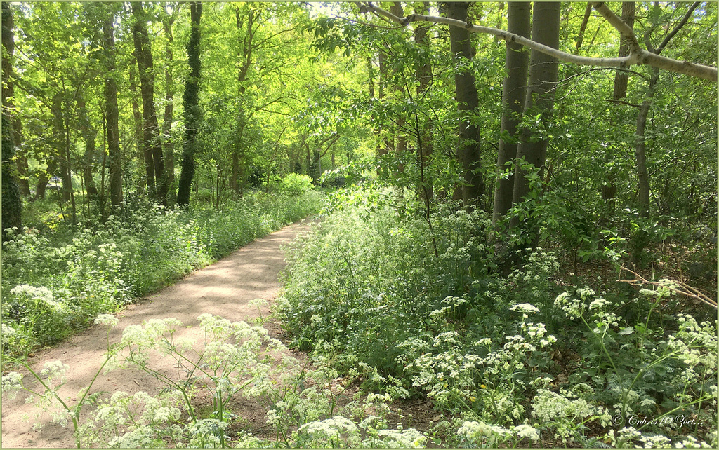 After the Rain I was walking over this path......