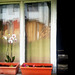 #40 - Petar Bojić - Reflection in the window with orchid - 15̊ 2points