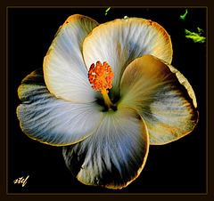 La fleur