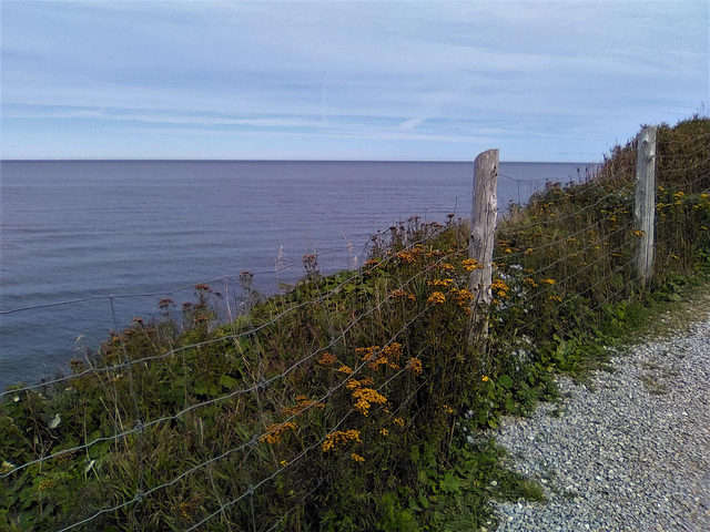 Barbelés de mer au fil du littoral  gaspésien Barbelés de mer au fil du littoral  gaspésien