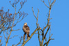 Red Kite-DSD0263