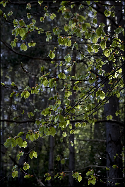 Fulles verdes esteses al sol del matí