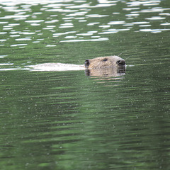 Beaver swimming in the pond
