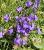 Scheuchzers Glockenblume