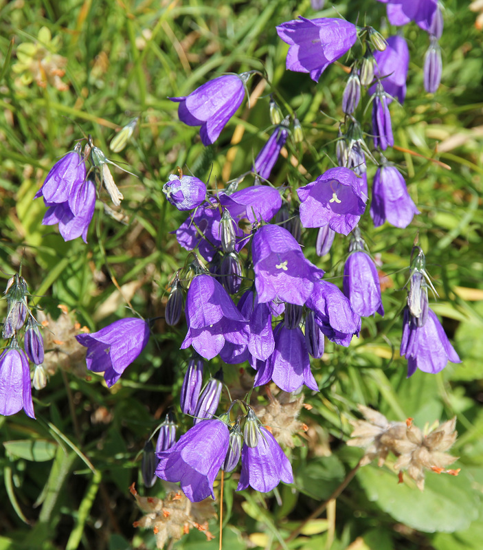 Scheuchzers Glockenblume
