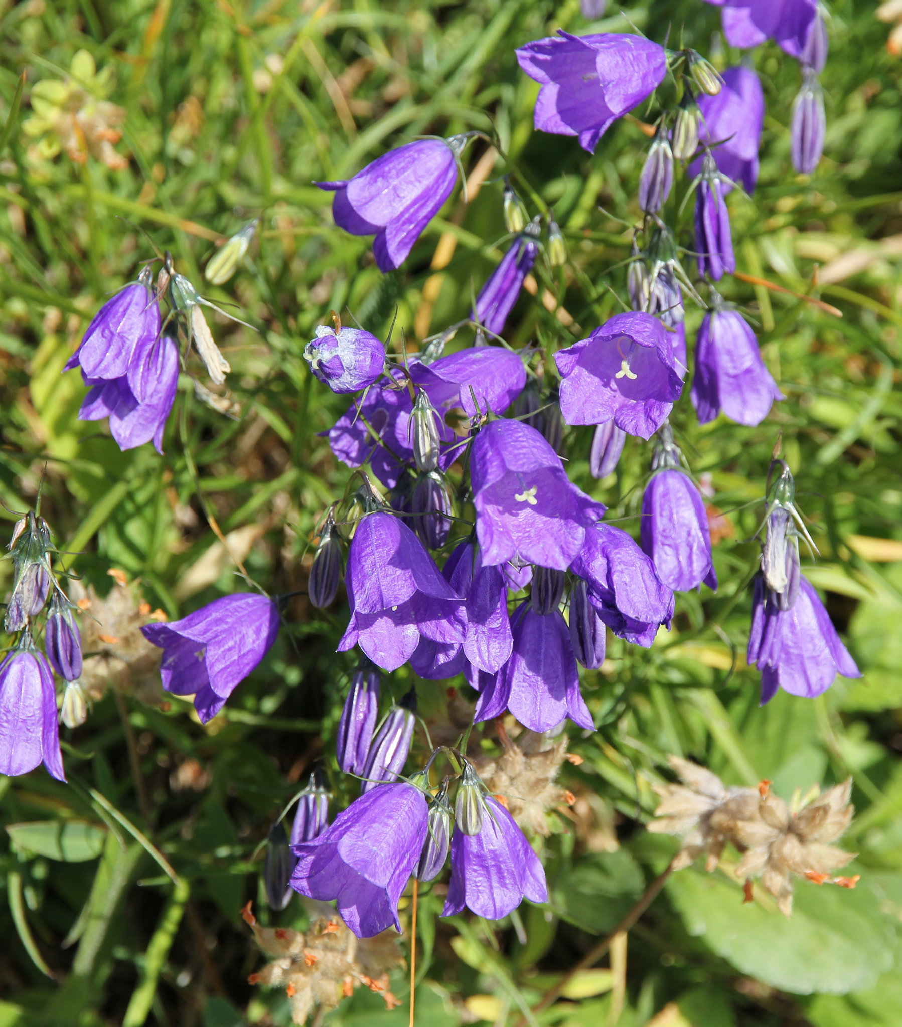 Scheuchzers Glockenblume