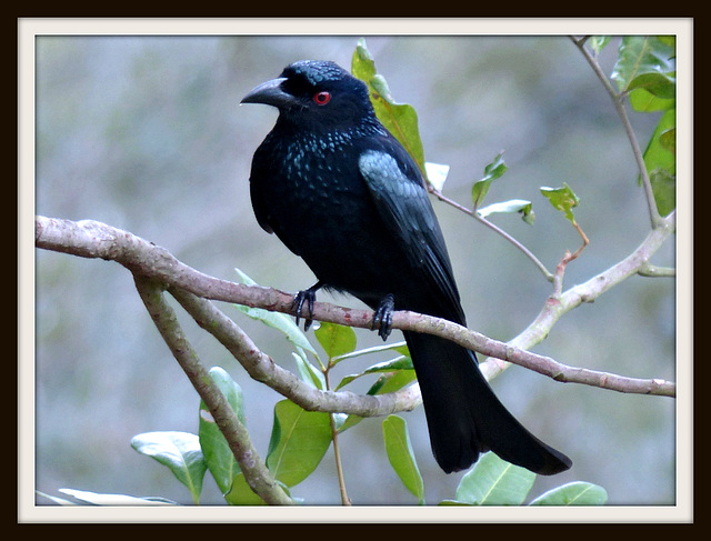 Spangle Drongo