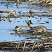 Green-winged Teal