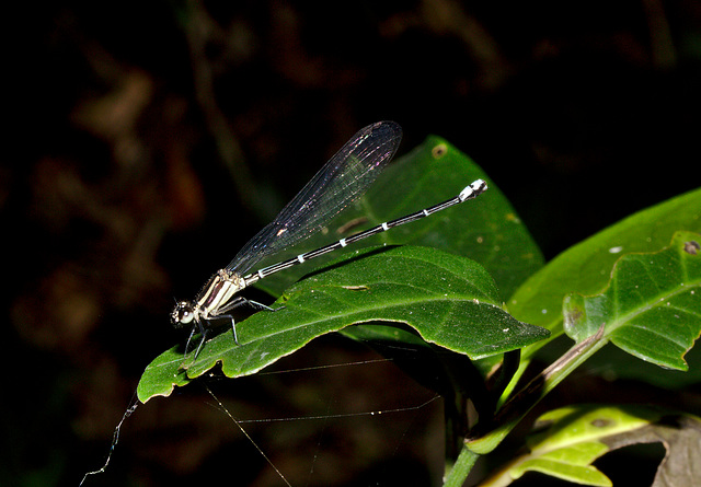 Damselfly IMG_6209