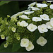 fleurs en cascade ......