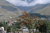 Mountain ash and mountains