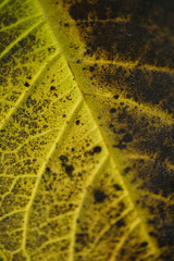 DSCF1126
