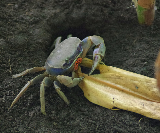 Blue land crab